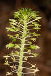 Green adder's-mouth orchid